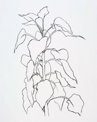 Drawing of a sunflower stalk in black pen