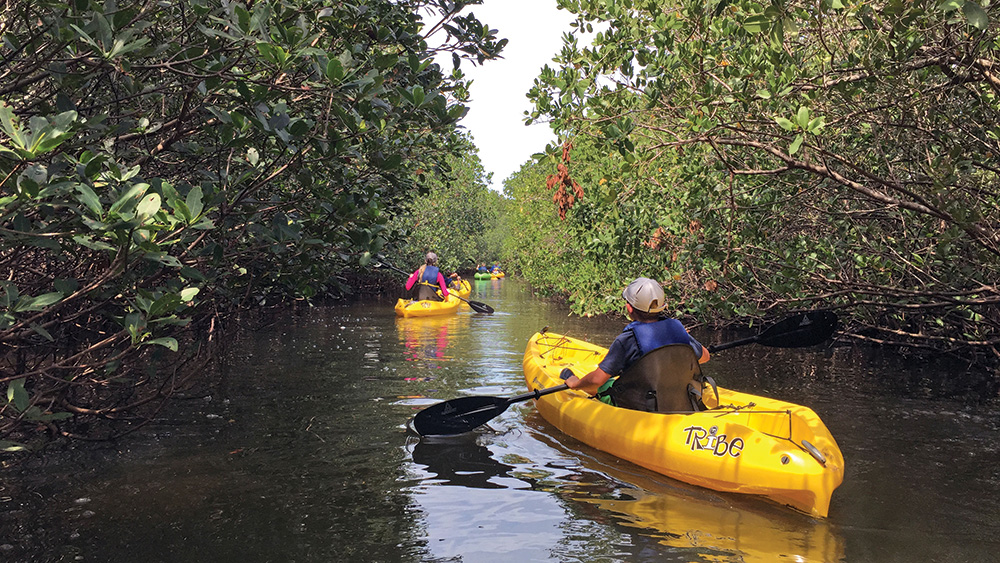 In the foreground, a person in a tan hat and blue life jacket paddles a yellow kayak in a mangrove swamp. Additional yellow kayaks can be seen paddling in the distance.  