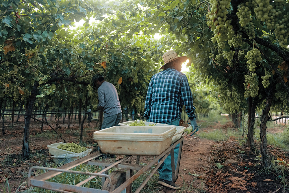 Two farm workers collect fruit in a field full of grapes. They face away from the camera toward a sunny canopy of trees.