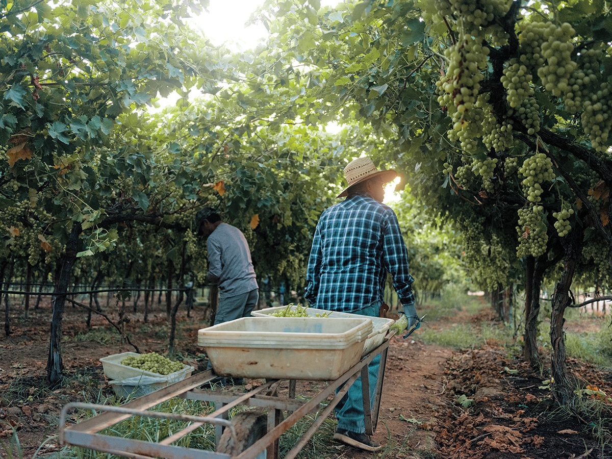 Two farm workers collect fruit in a field full of grapes. They face away from the camera toward a sunny canopy of trees.