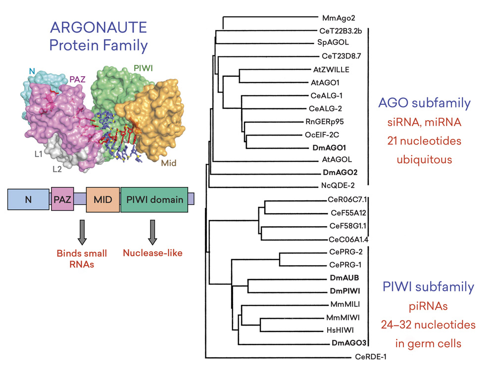 On the right, a diagram displaying different gene families. On the left, a representation of the Argonaute/Piwi gene family.