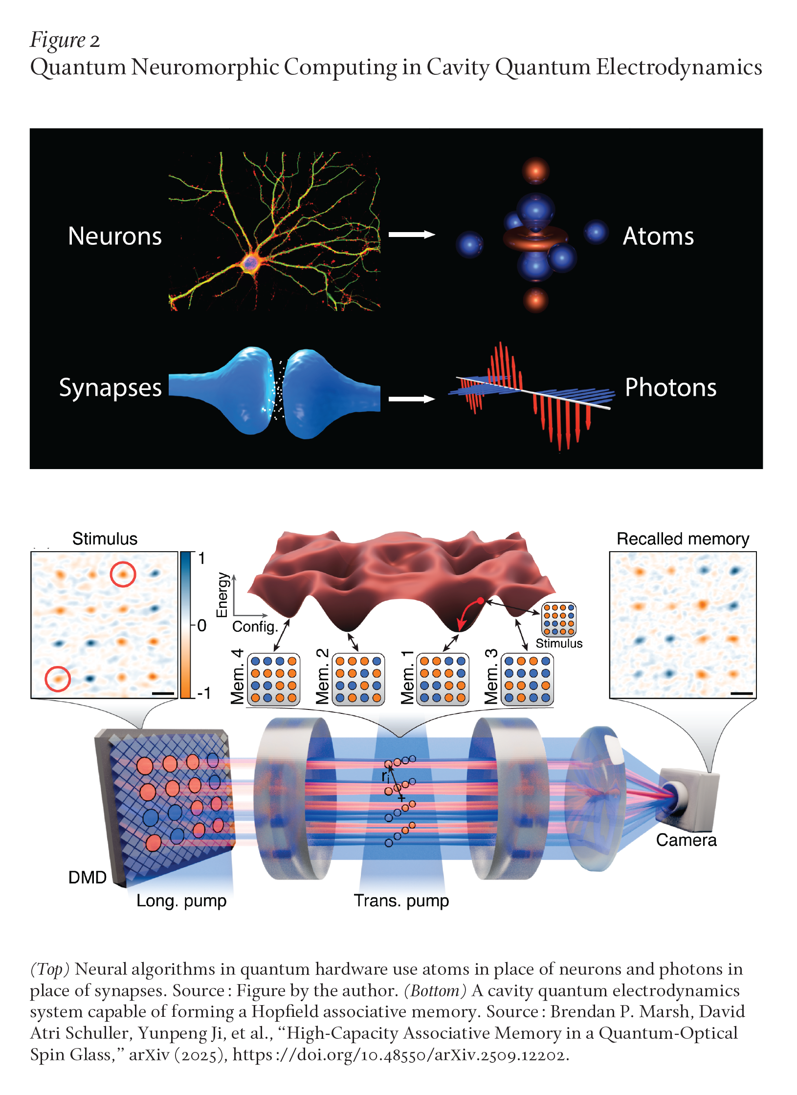 The figure is divided into two parts. The top part shows an image of a neuron with a line signifying transformation into atoms; and an image of synapses with a line signifying transformation into photons. The bottom part illustrates a stimulus becoming a recalled memory in a cavity quantum electrodynamics system.