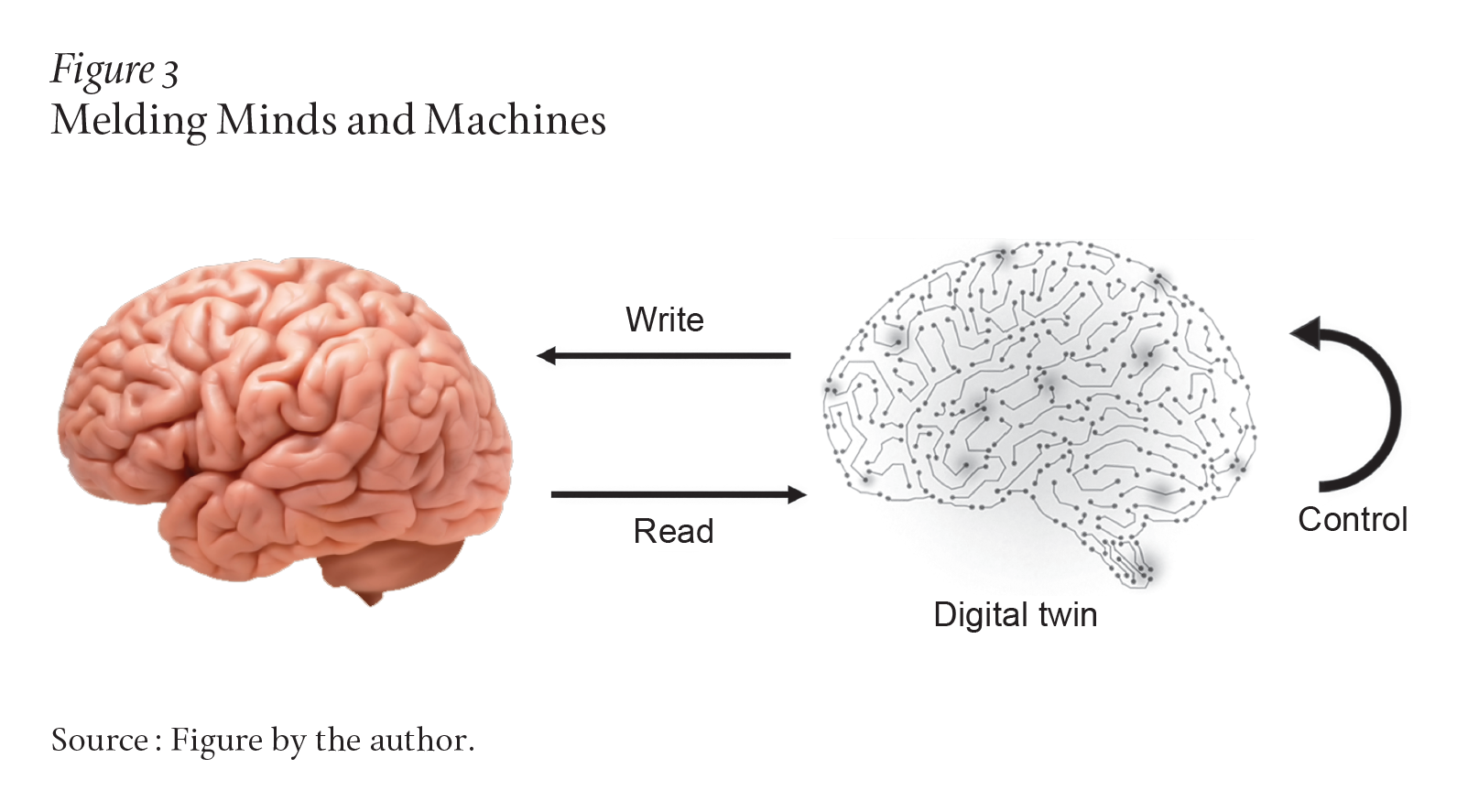 The image shows a human brain on the left and a digital-twin representation of a brain on the right. An arrow from the human brain toward the digital twin is labeled “read.” An arrow from the digital twin toward the human brain is labeled “write.” To the right of the digital twin is a curved, half-circle arrow, labeled “control,” pointing back toward the human brain.