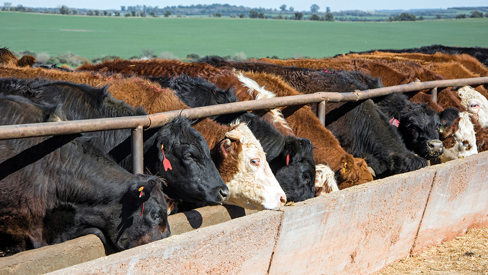 A dozen brown and black cows eat from a trough. A green field can be seen in the background.  