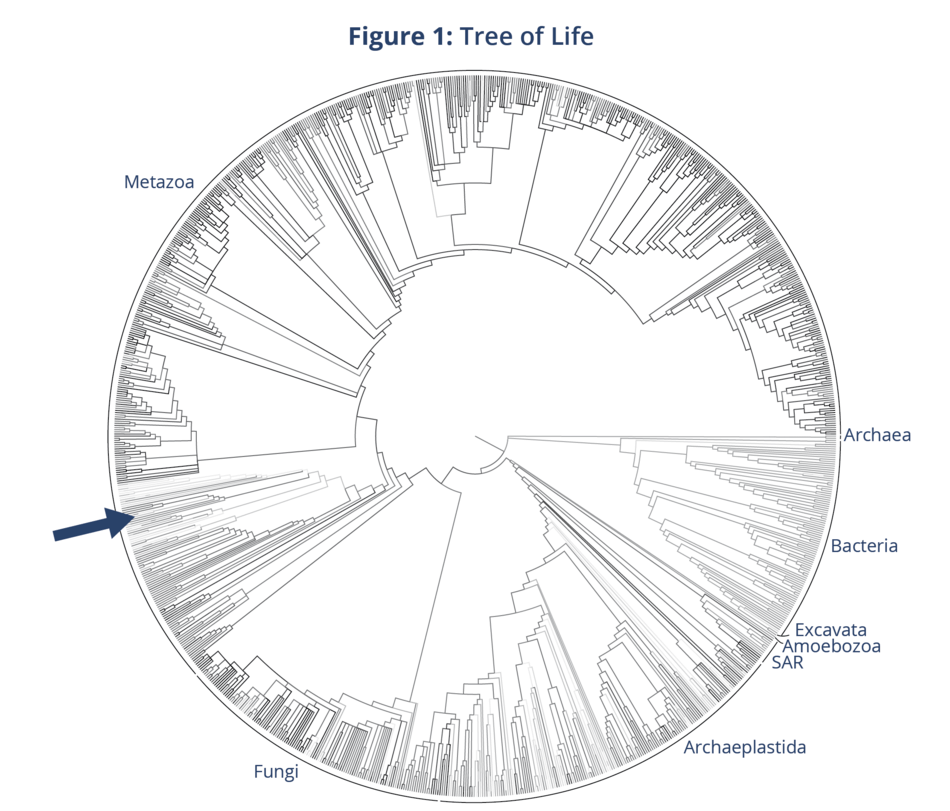 Tree of Life, Figure 1
