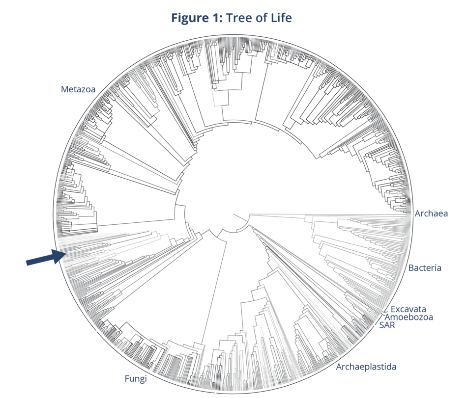 Figure 1: Tree of Life Tree of Life, Figure 1