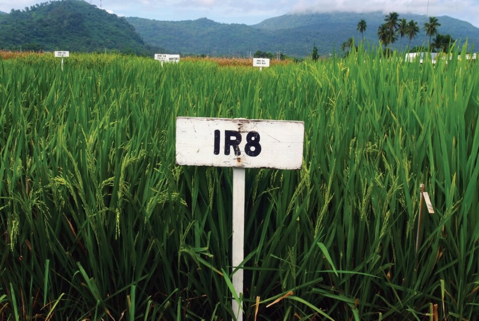 IR8.jpg IR8, a genetic cross between two strains of rice from Indonesia and China, was the first high-yielding rice variety successfully developed by IRRI after the collaboration’s establishment in the 1960s. © IRRI/International Rice Research Institute.