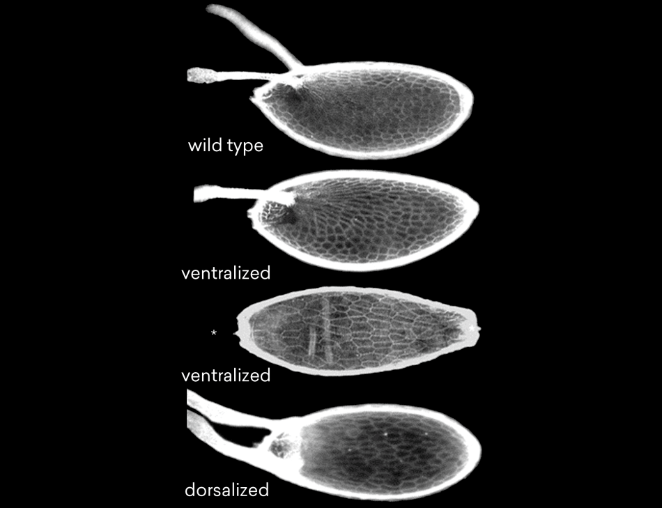 Schupbach-Figure-3.png Figure 3
