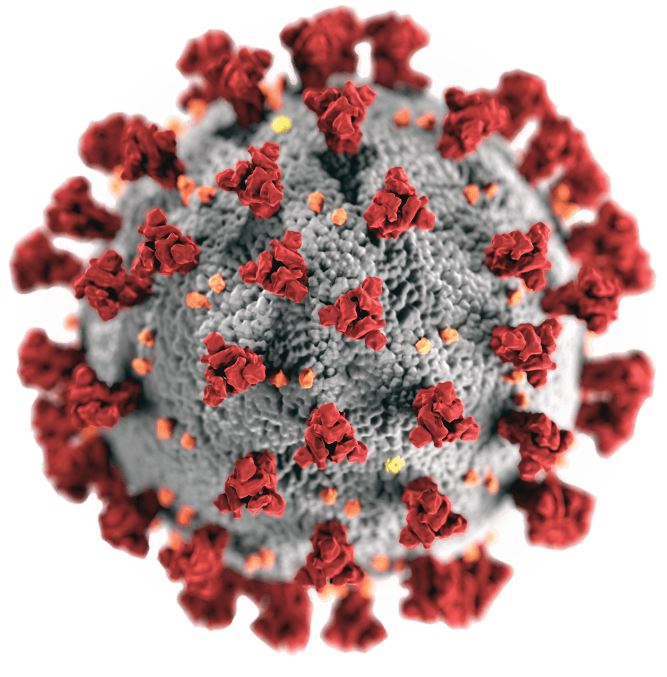 coronavirus