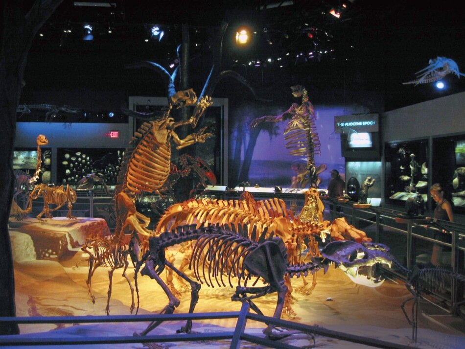 Fossil Hall, Florida Museum of Natural History