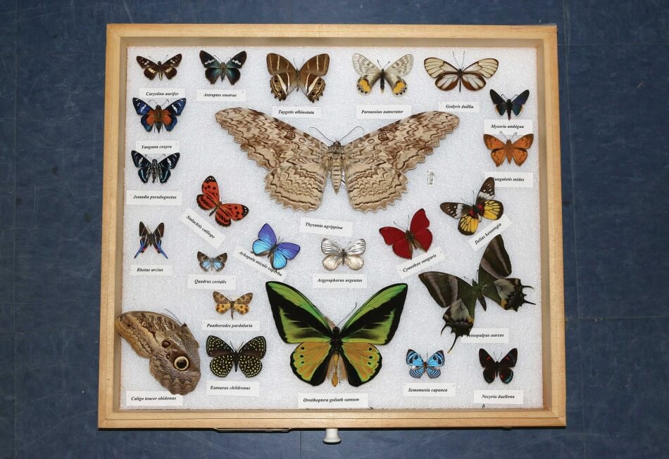 Florida Museum Butterfly Photo attributed to Andrei Sourakov
