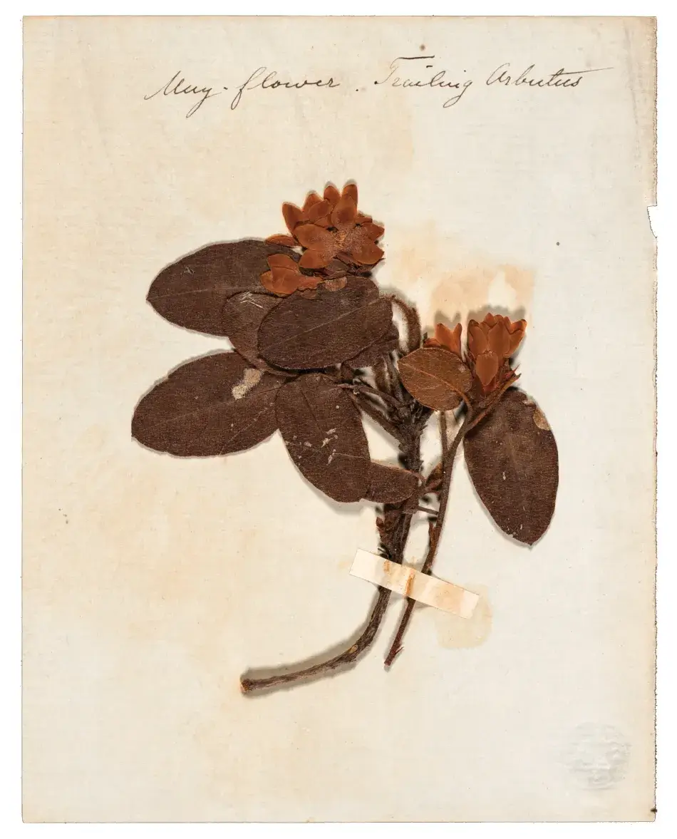 Gift of J. Davenport Fisher, after 1860 Gift of J. Davenport Fisher, after 1860