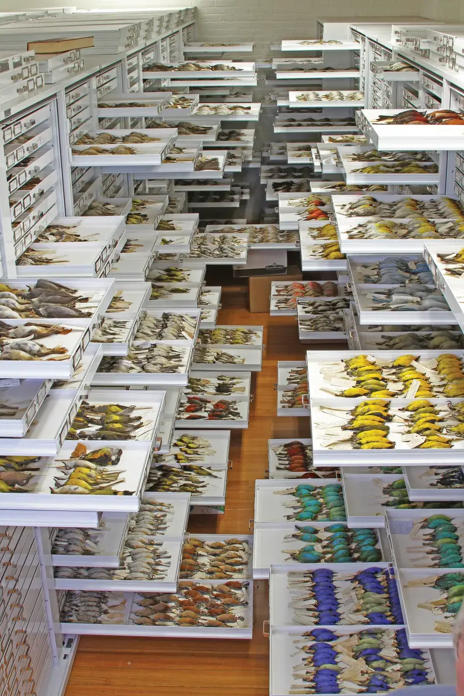 Courtesy of Museum of Comparative Zoology at Harvard University Ornithology_Collection_MCZ_Harvard_Trimble