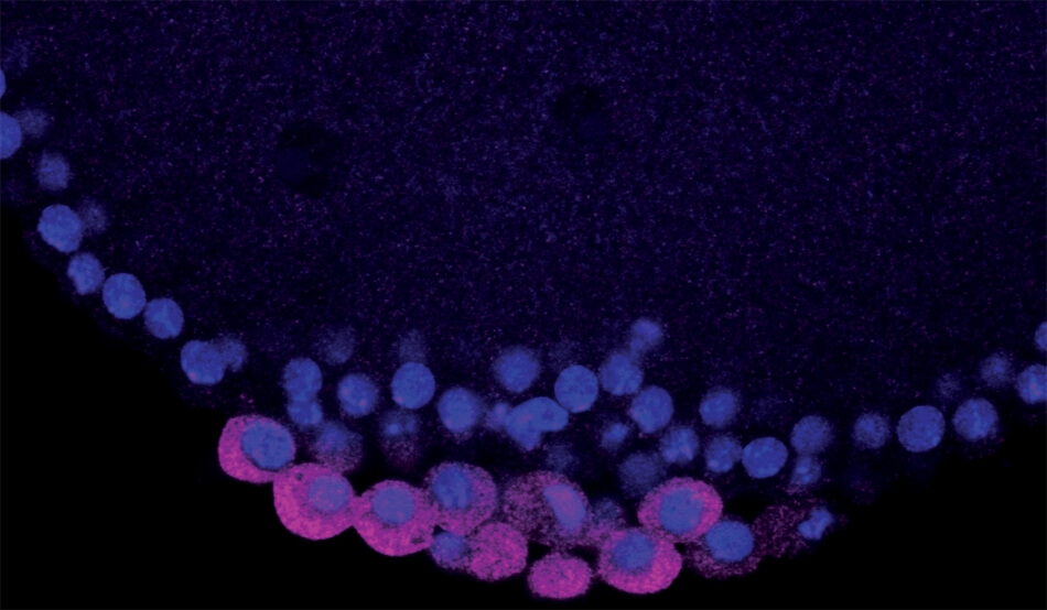 Early Drosophila embryo