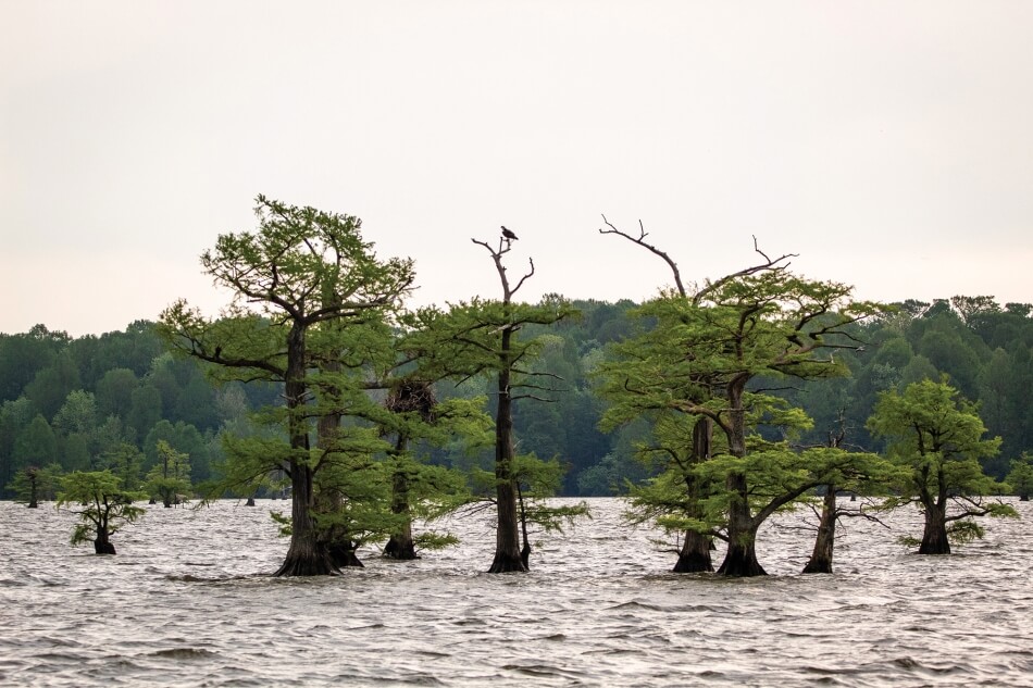 Joshua J. Cotten on Unsplash climate change