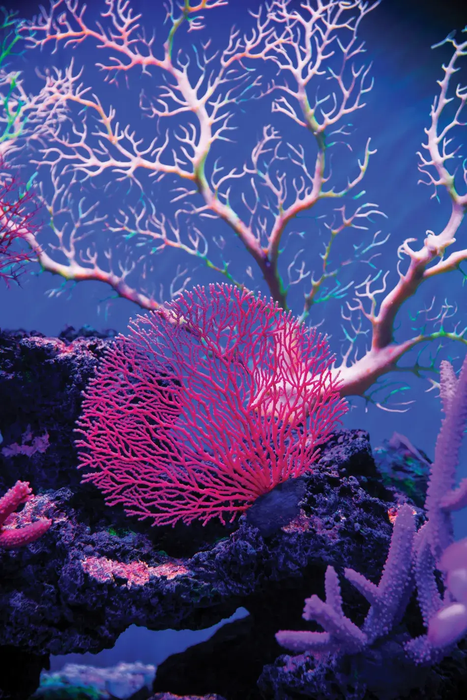coral.jpg coral