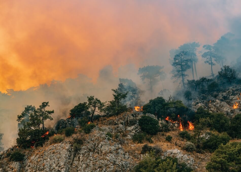 Huge Forest Fire in Red Pine Forests 