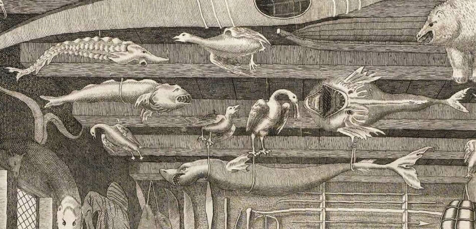 An etching of a widemouthed fish, teeth bared, beside a pair of birds, a shark, and some other animals. All are deceased, tied to the exposed beams of a ceiling. Fishing tools hang on the wall in the background. 