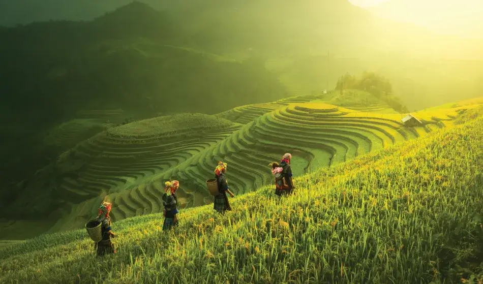 rice-fields.jpg rice fields