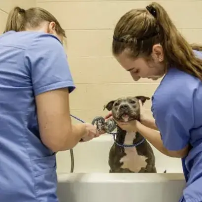 Two young women in vet uniforms wash a pitbull dog in a bath
