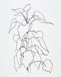 Drawing of a sunflower stalk in black pen