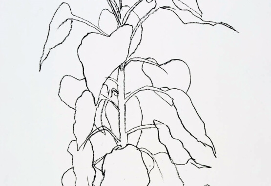 Drawing of a sunflower stalk in black pen