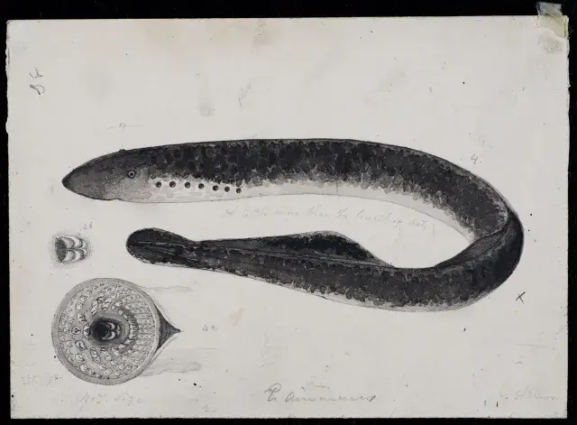 Illustration of Sea Lamprey