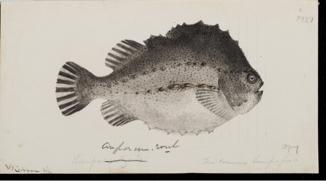 Illustration of Lumpfish