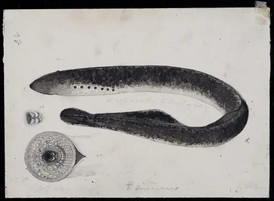 Illustration of Sea Lamprey