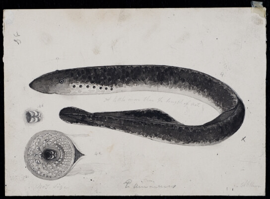 Illustration of Sea Lamprey