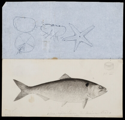 Illustration of American Shad