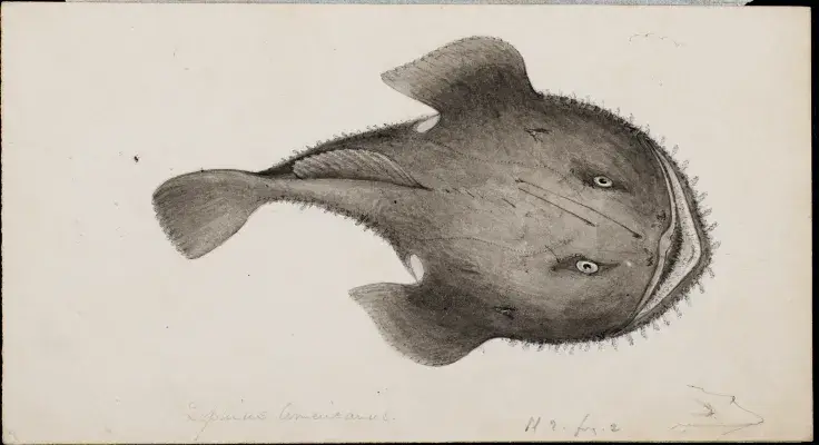 Illustration of American Angler