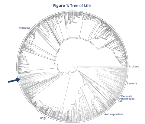 Figure 1: Tree of Life Figure 1: Tree of Life