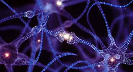Digital 3-D rendering of neurons in purple. 