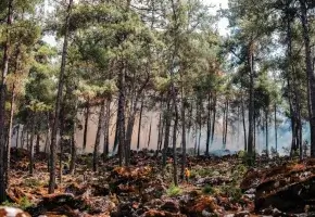 forest floor fire image from iStock  ​