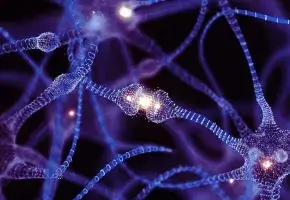Digital 3-D rendering of neurons in purple. 