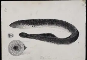 Illustration of Sea Lamprey