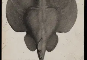 Illustration of Atlantic Torpedo