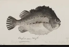 Illustration of Lumpfish