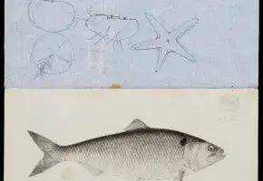 Illustration of American Shad