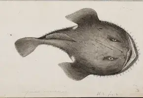 Illustration of American Angler