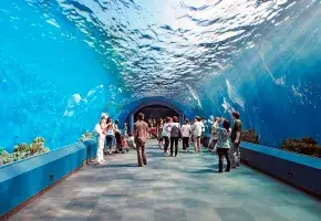 People in an aquarium tunnel space. 